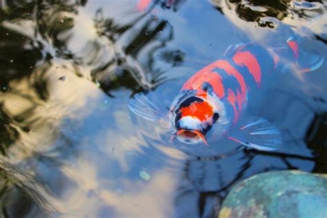 錦鯉魚壽命|錦鯉の寿命はどれくらい？日本最高齢は200歳越。